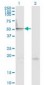 MAPK8 / JNK1 / JNK Antibody (clone 1E1)